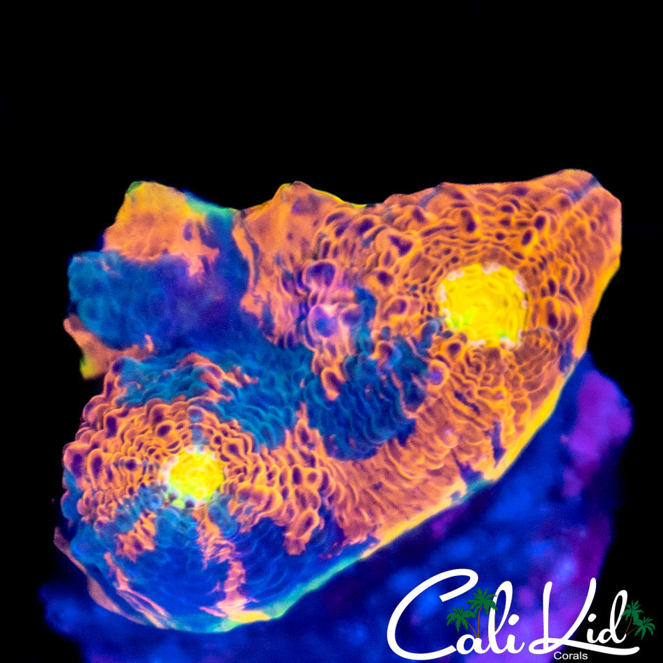 Indo Rainbow Chalice
