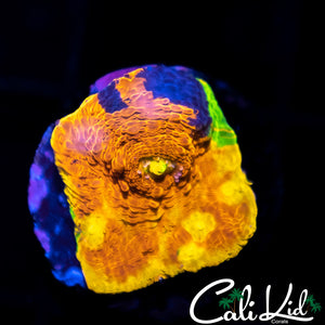 Ultimate Rainbow Chalice
