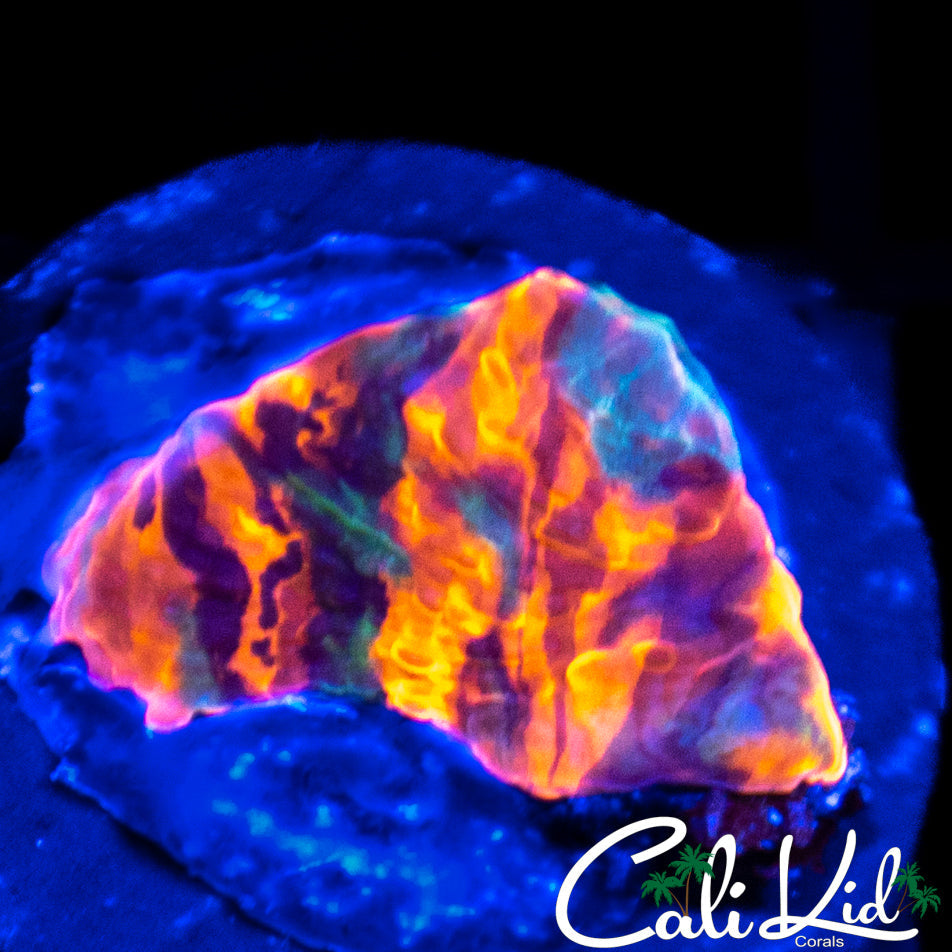 CK Monte Cristo Chalice