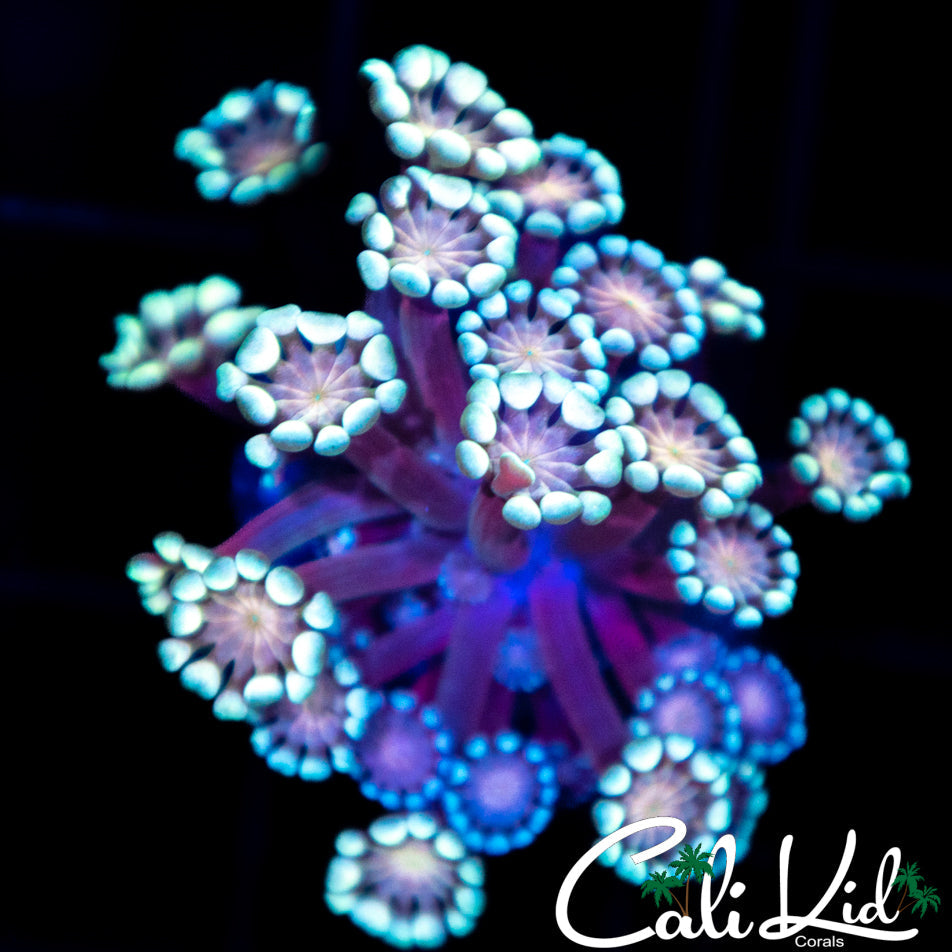 Bi Color Alveopora