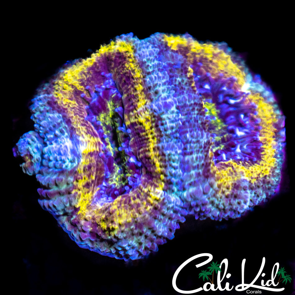 Rainbow Acan Double
