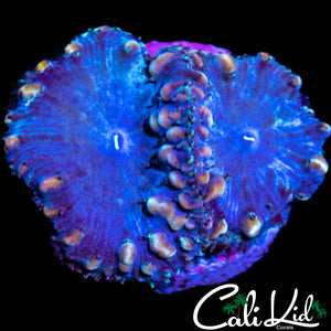 Bubble Blasto Double