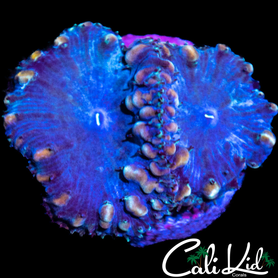 Bubble Blasto Double
