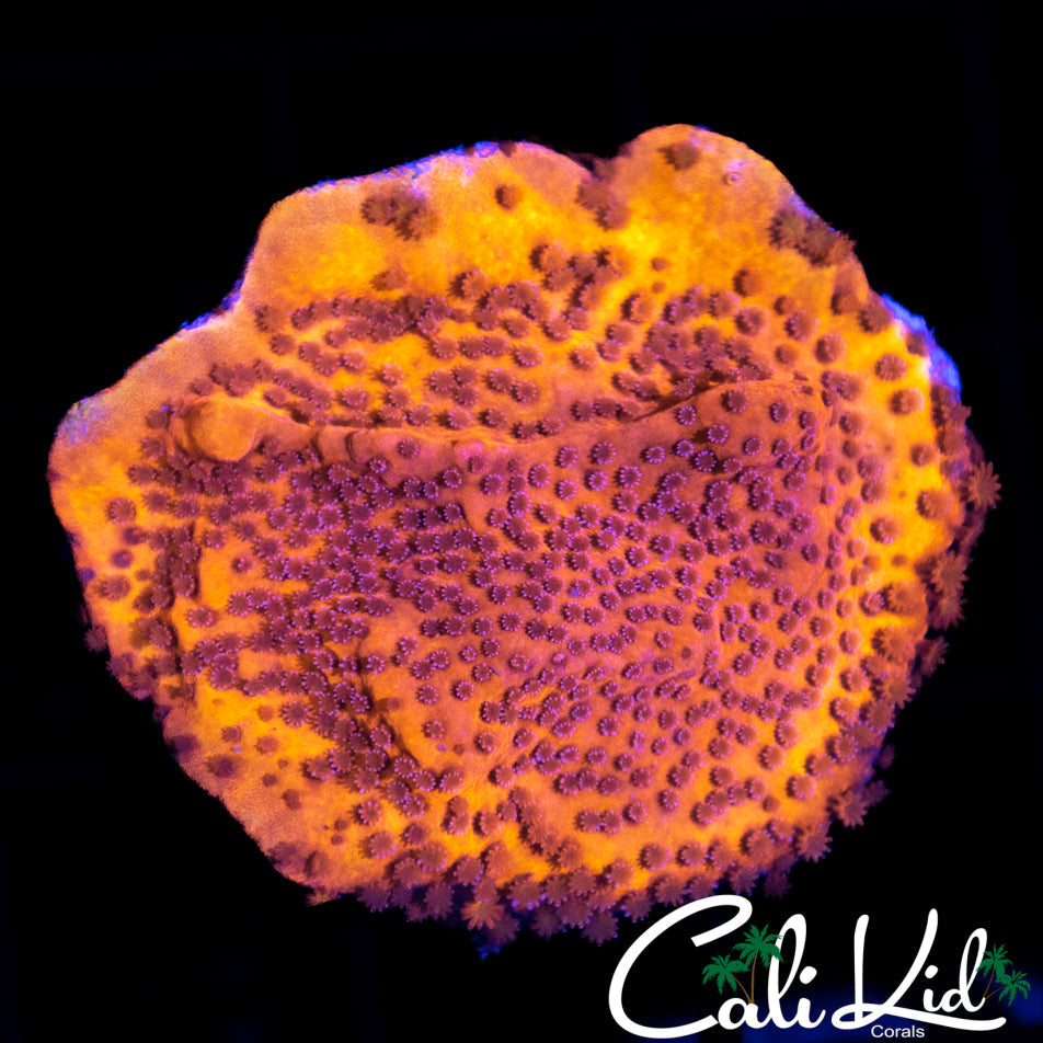 CK Orange Whip Monti