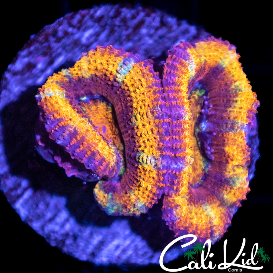 Rainbow Acan Double