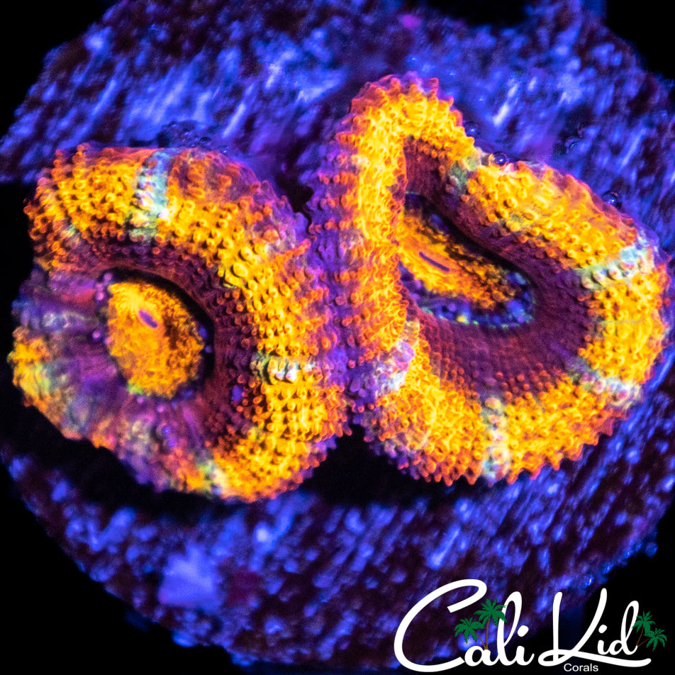 Rainbow Acan Double