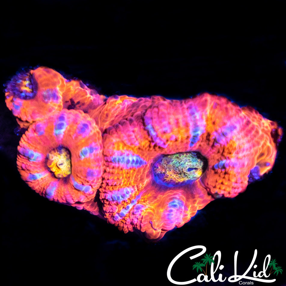 Rainbow Acan Mini