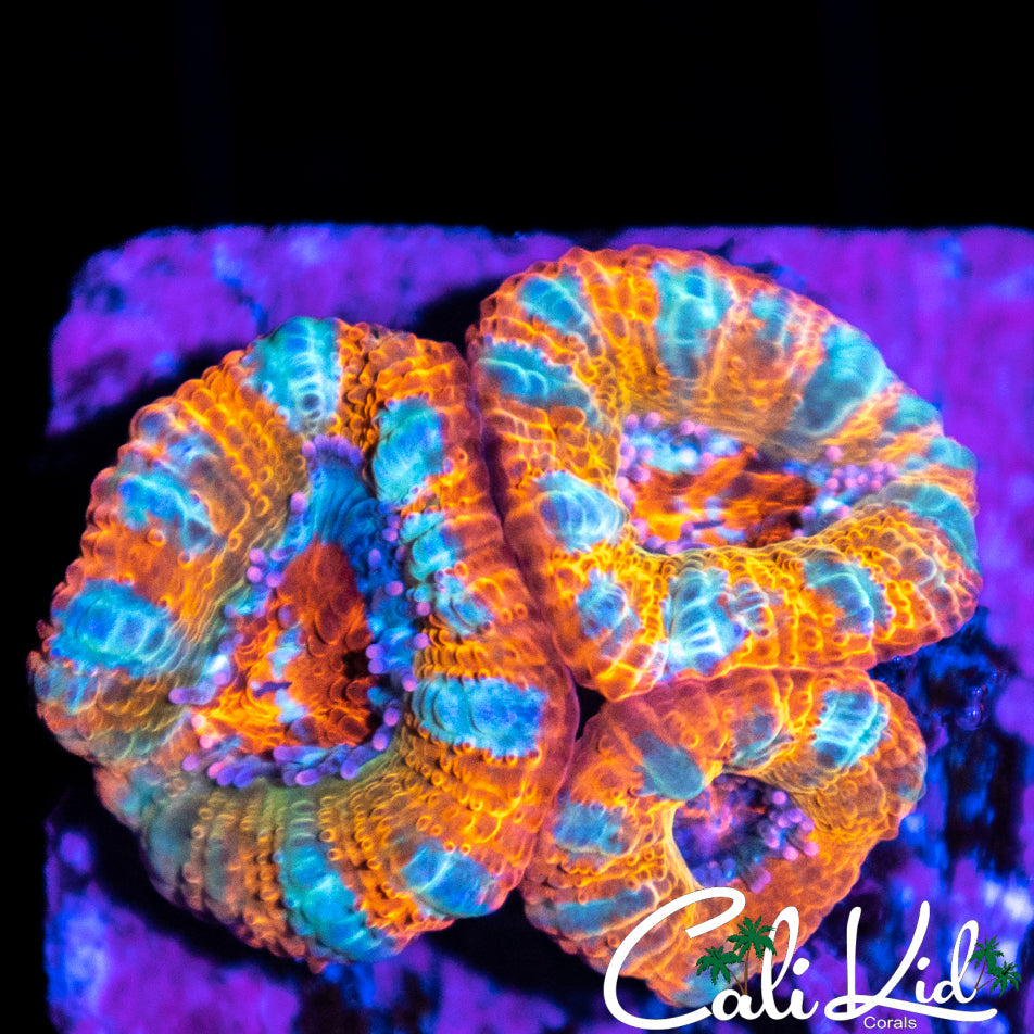 Rainbow Acan Triple