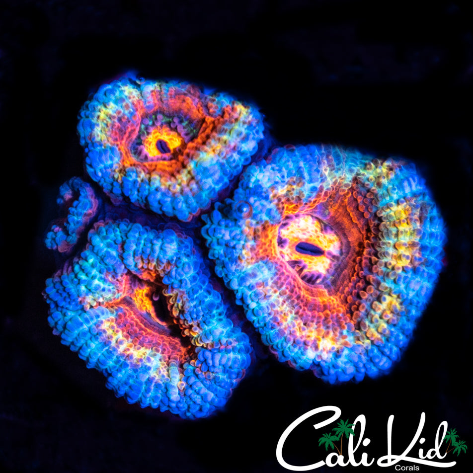 Ultra Rainbow Acan Triple