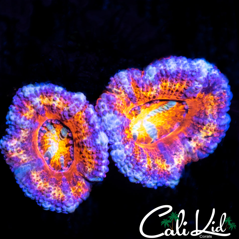 Rainbow Acan Double