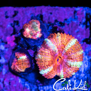 Peppermint Acan Triple