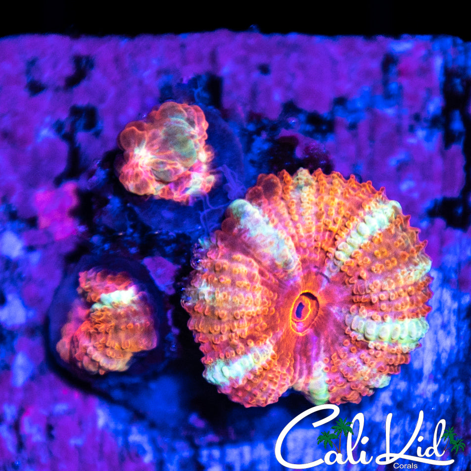 Peppermint Acan Triple