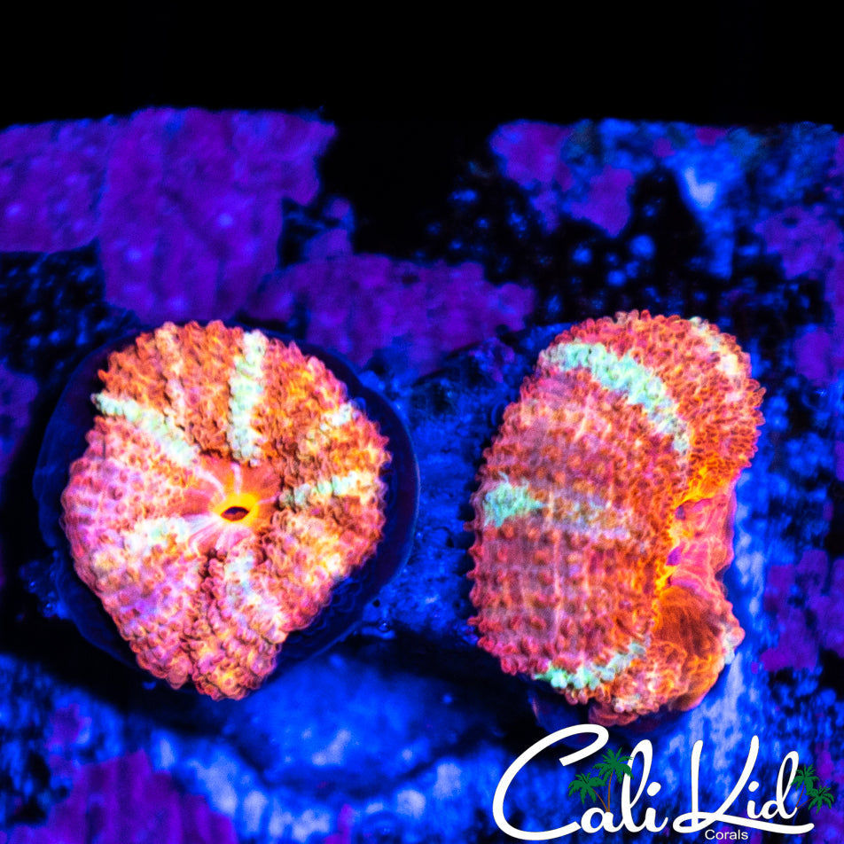 Peppermint Acan Double