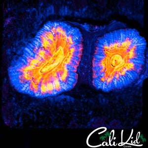 Ultra Acan Double