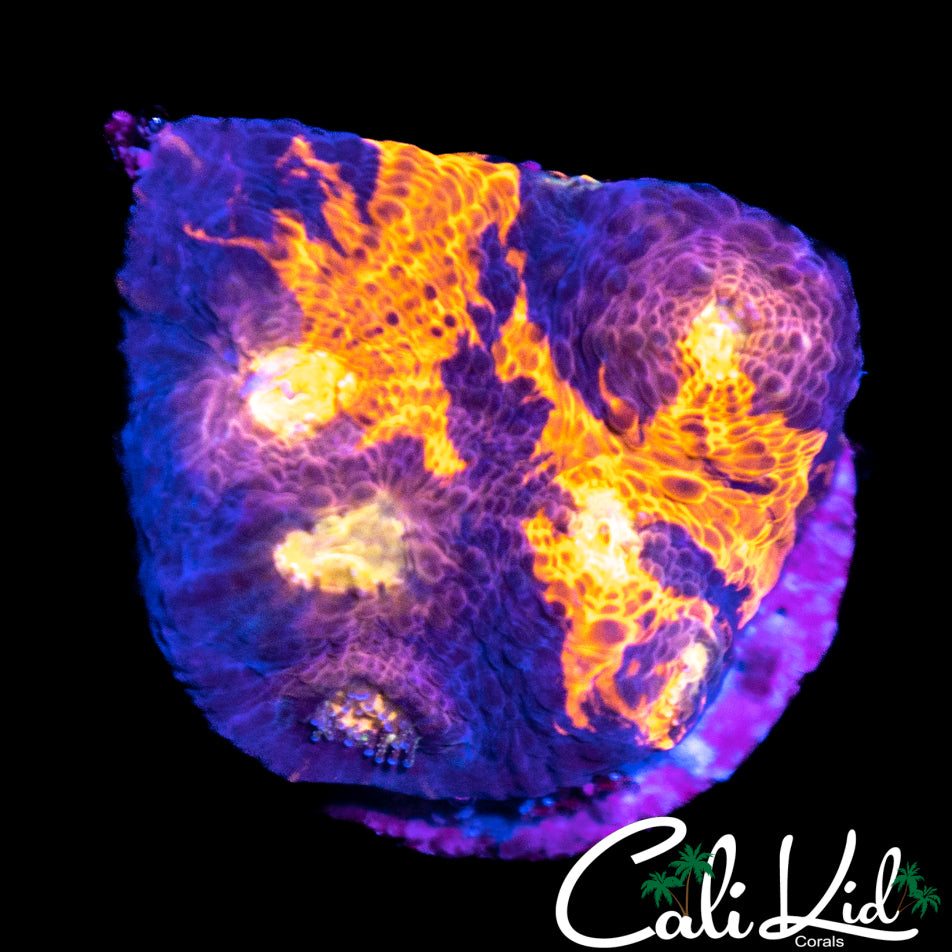 Rare Pink Base Chalice Chunk