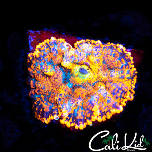 Rainbow Rhodactis Morph