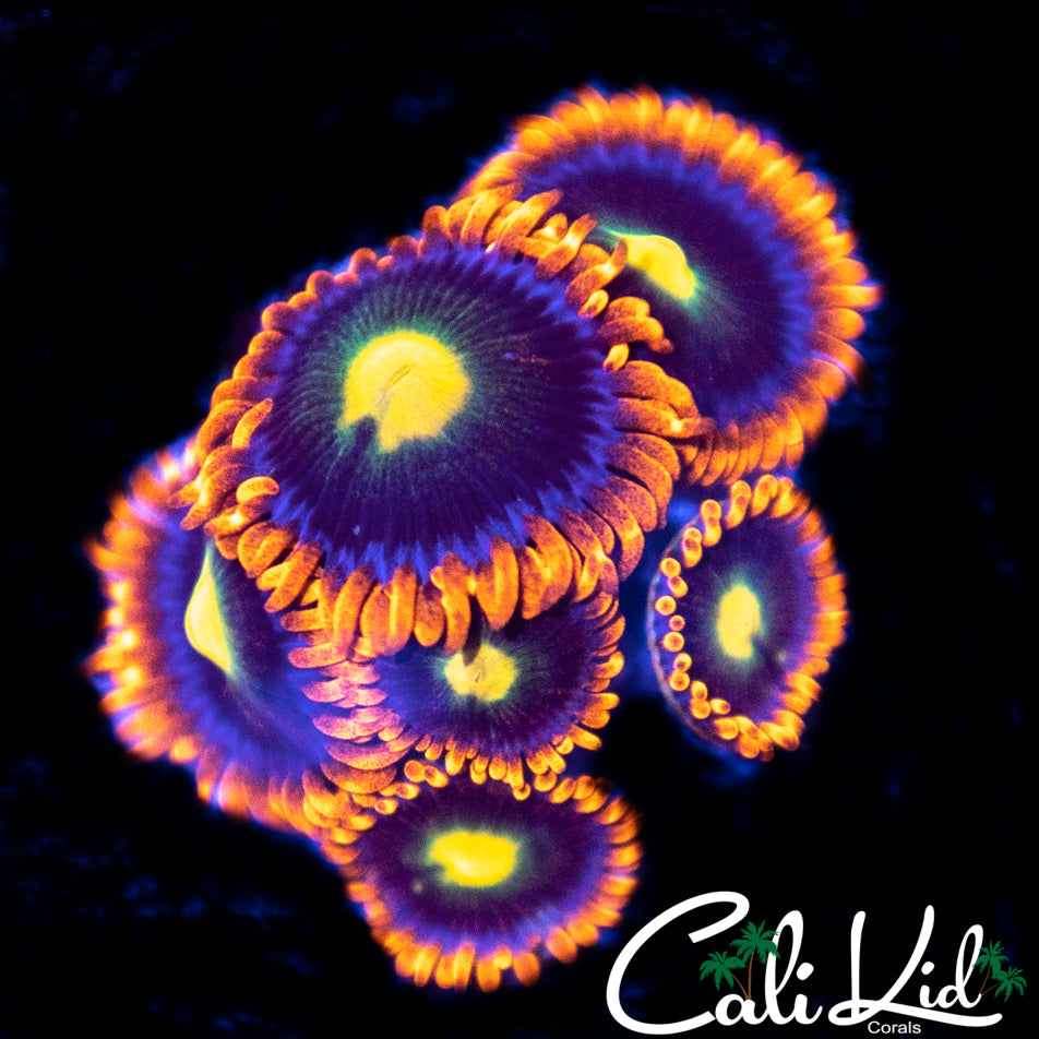 Ultra Zoa Mini