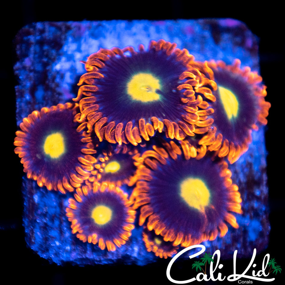 Zoa Mini Colony