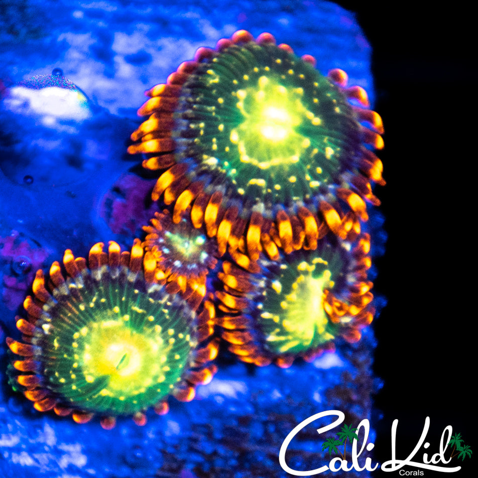 Ultra Zoa Quad