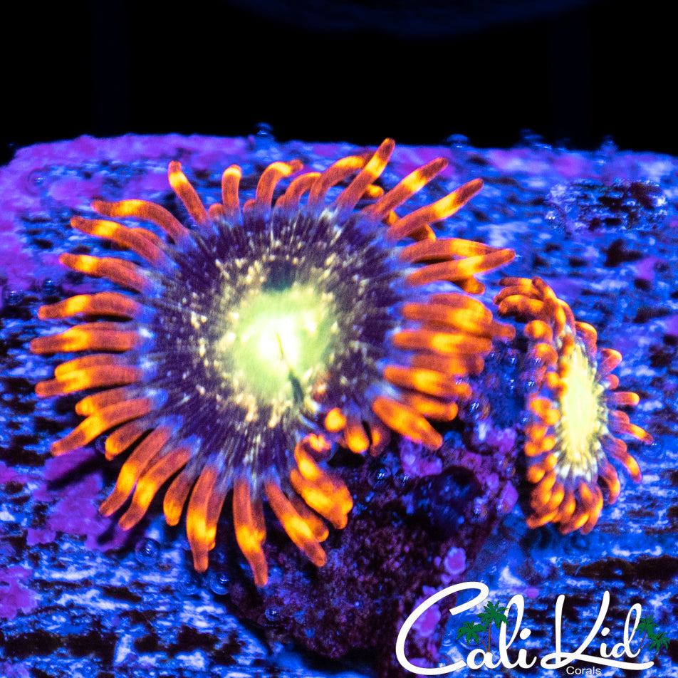 Utra Zoa Double