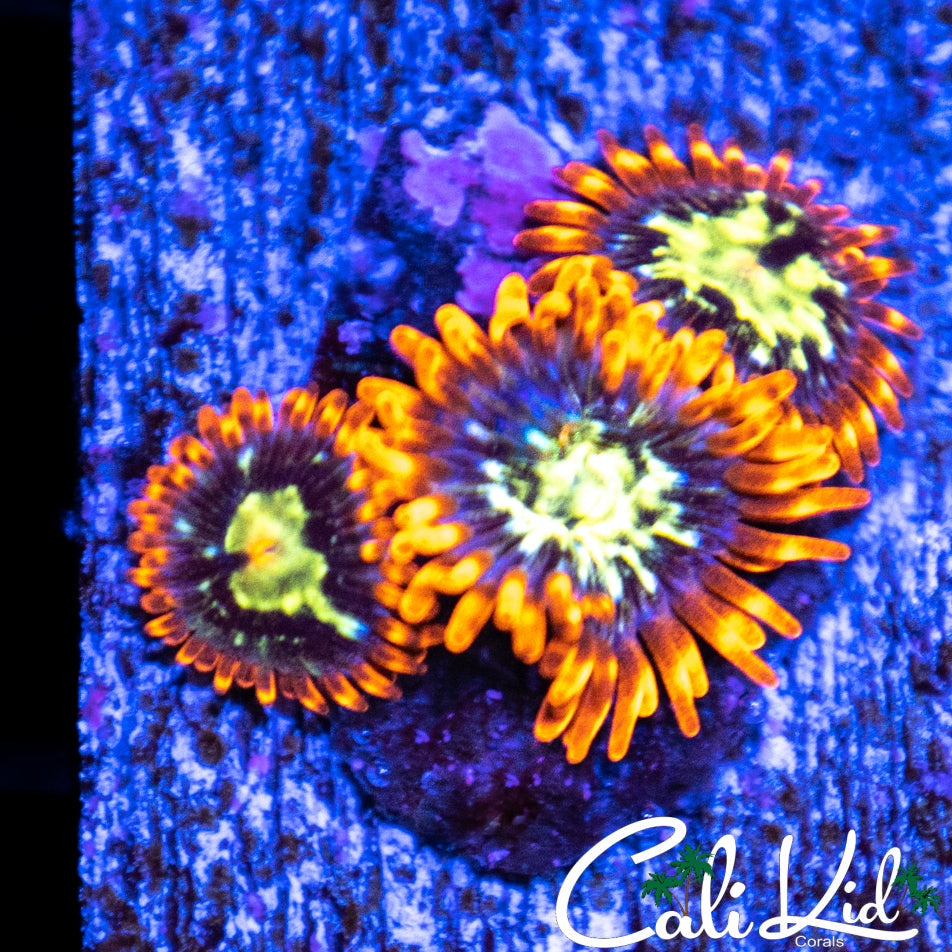 Ultra Zoa Triple