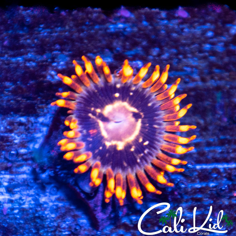 Ultra Zoa