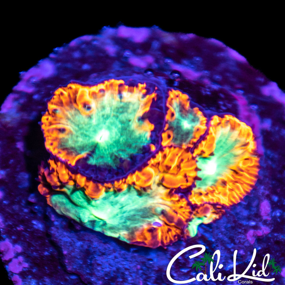 CK Golden Deadpool Blasto Mini Colony