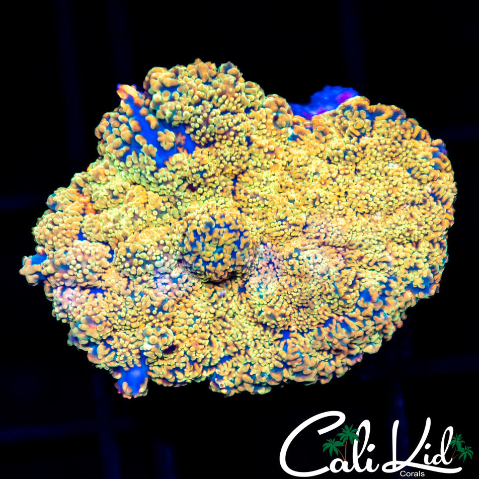 XL Rainbow Rhodactis