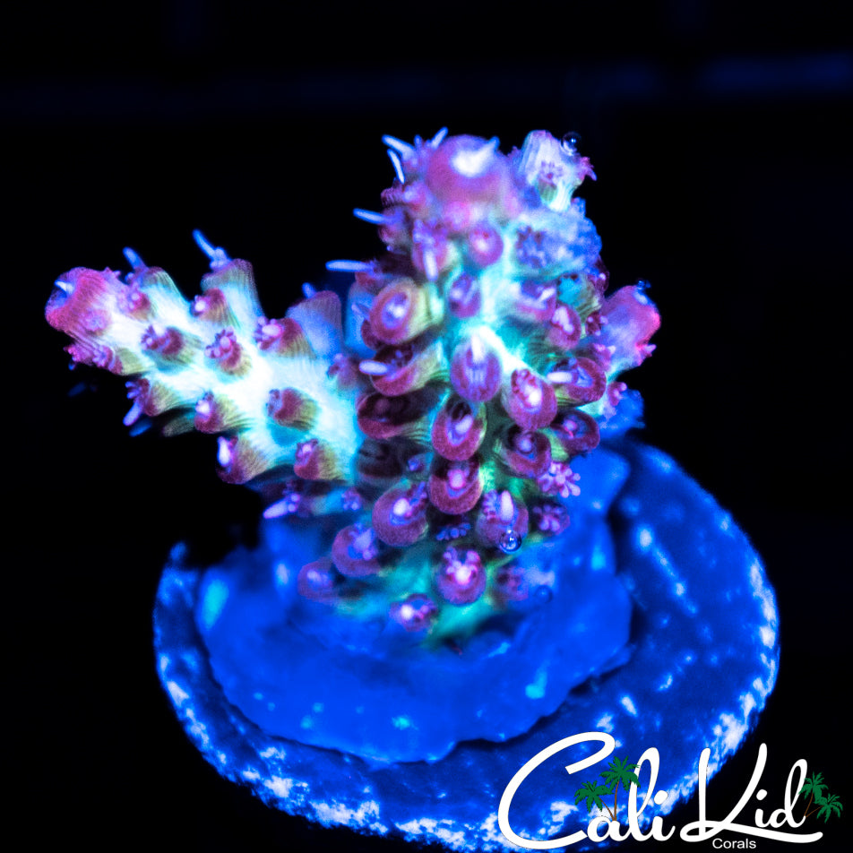 Blue Polyp Shortcake Type