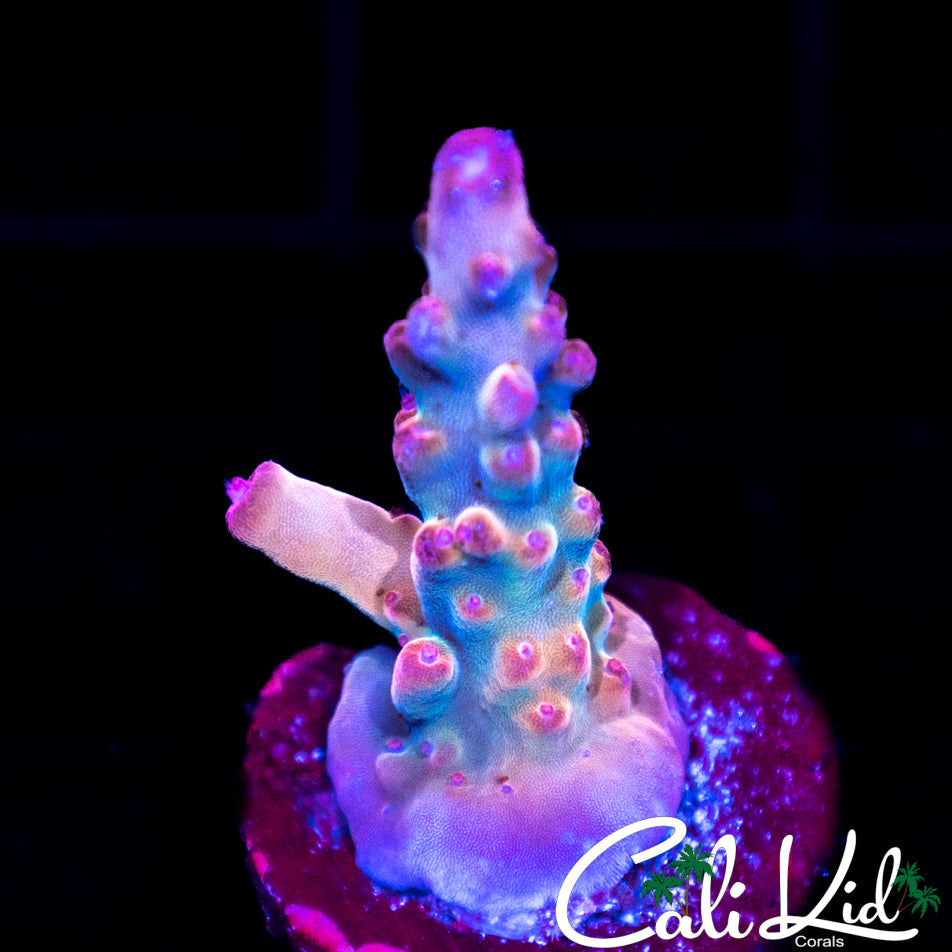 CK Vivid Shade