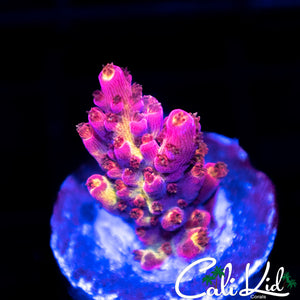 WWC Jello Shot
