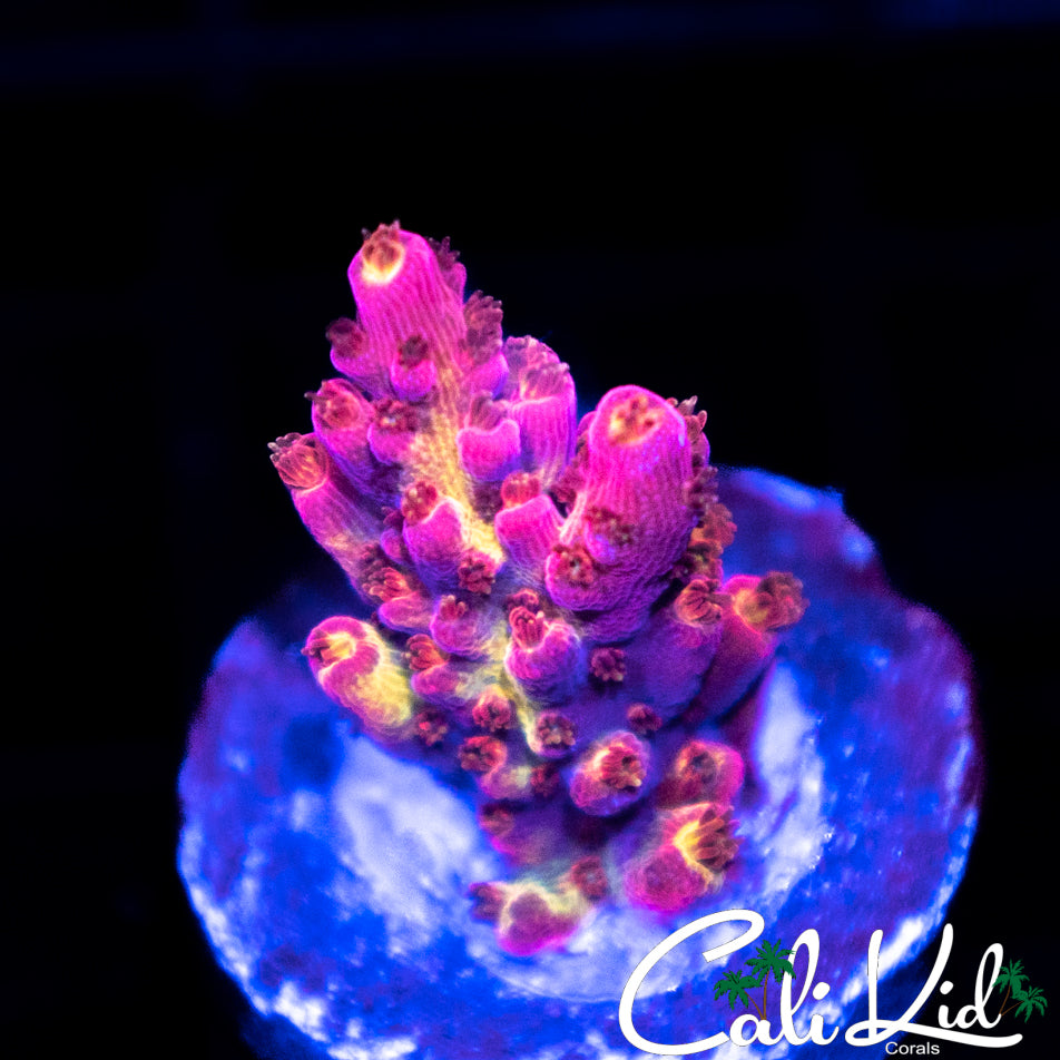 WWC Jello Shot