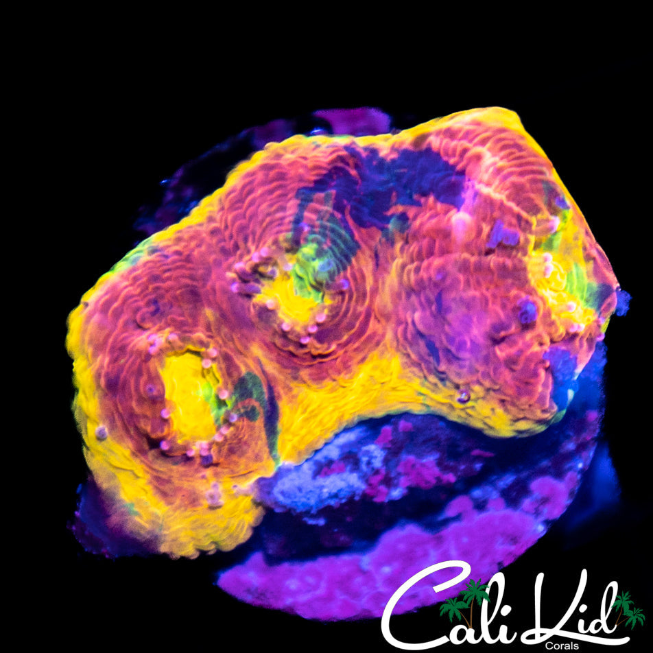 Insane Rainbow Chalice