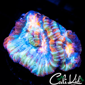 Rainbow Wilsoni