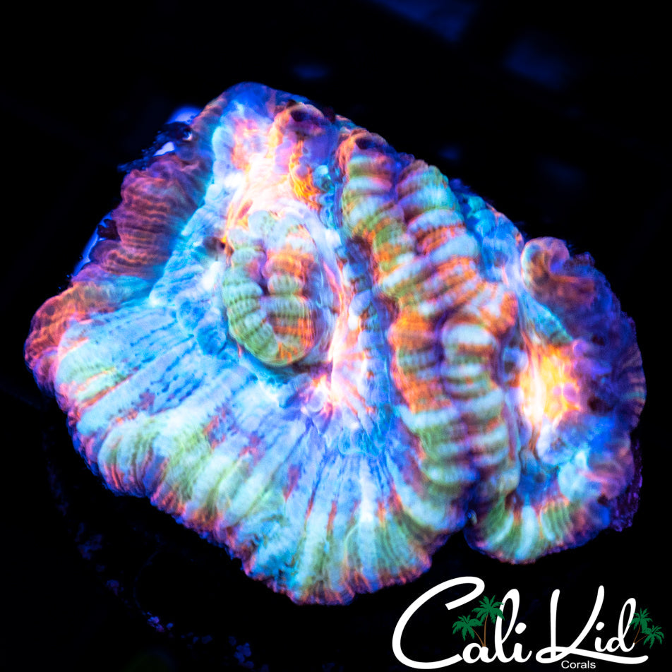 Rainbow Wilsoni