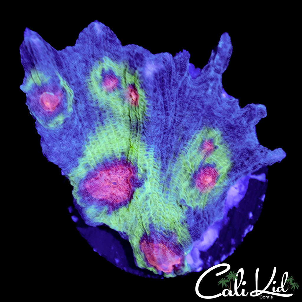Rainbow Pectinia