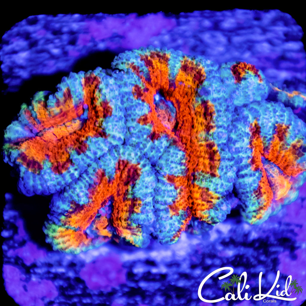 Rainbow Acan Mini Colony