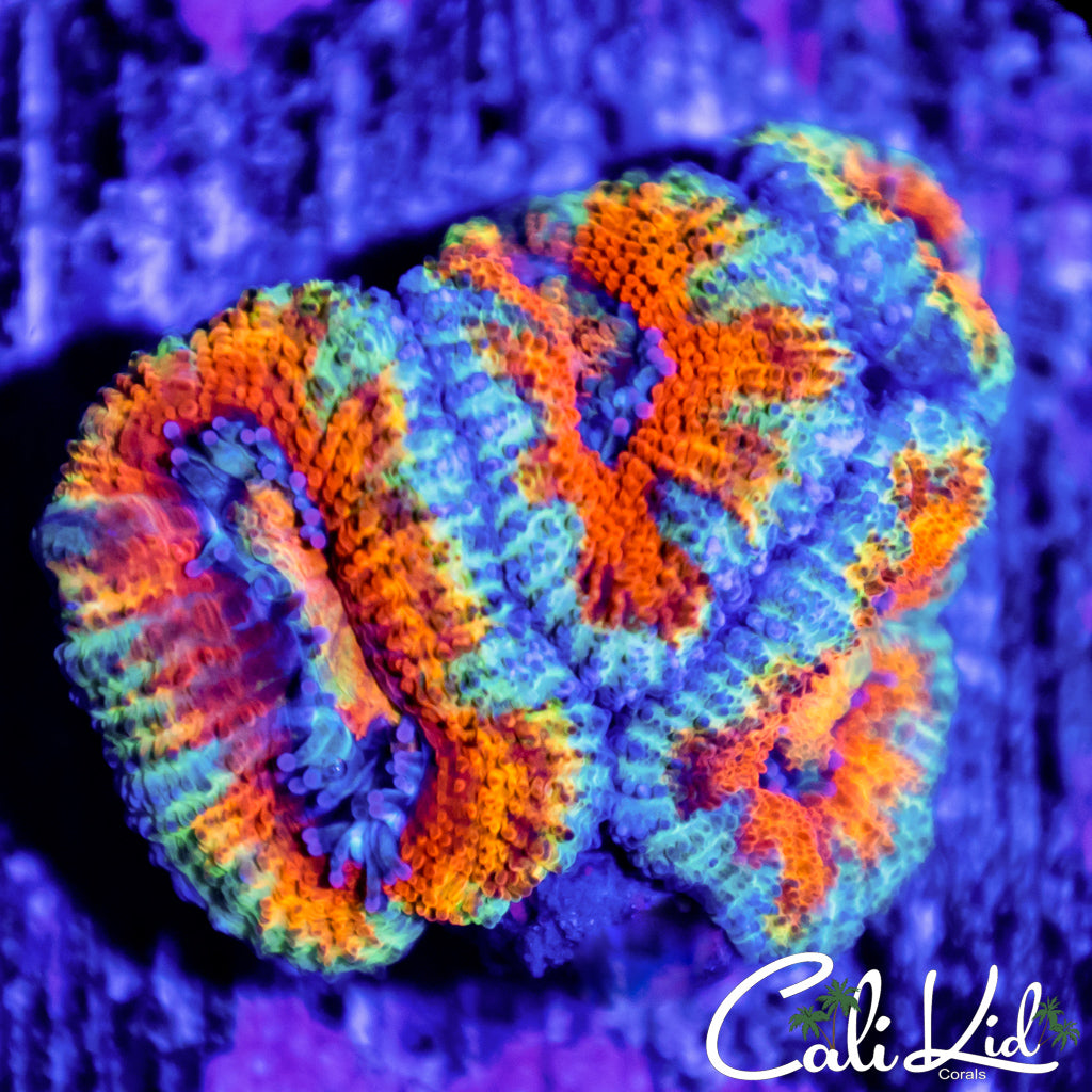 Rainbow Acan Quad