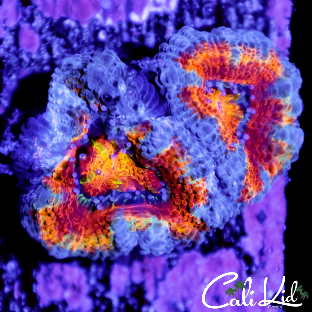 Xtreme Acan Double