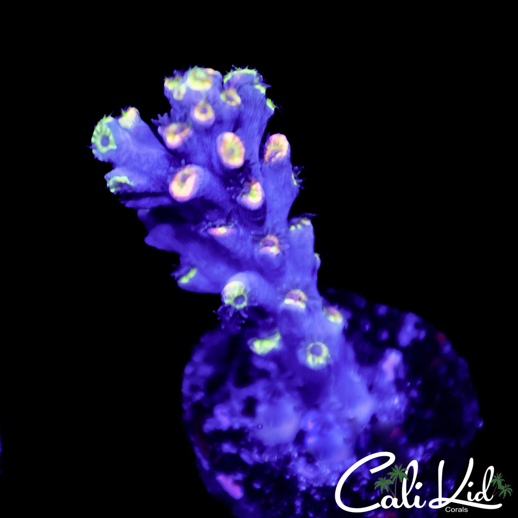 Speciosa Frag