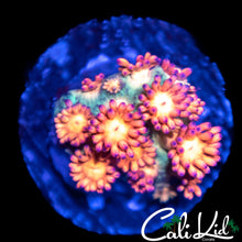 Load image into Gallery viewer, CK Gelatti Goni
