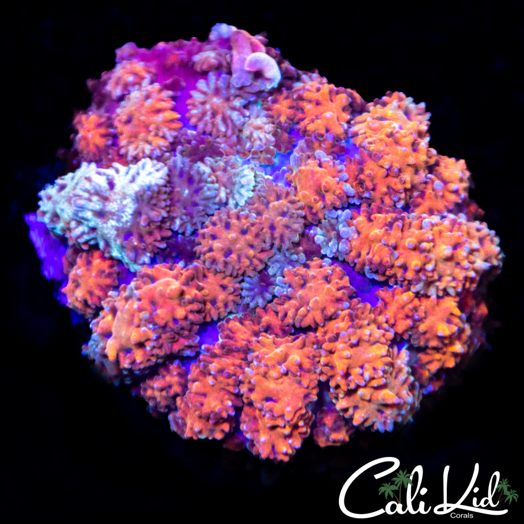 Persian Rug Type Shroom