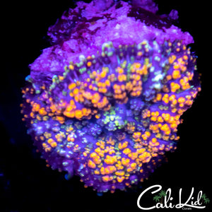 Gumdrop Mushroom