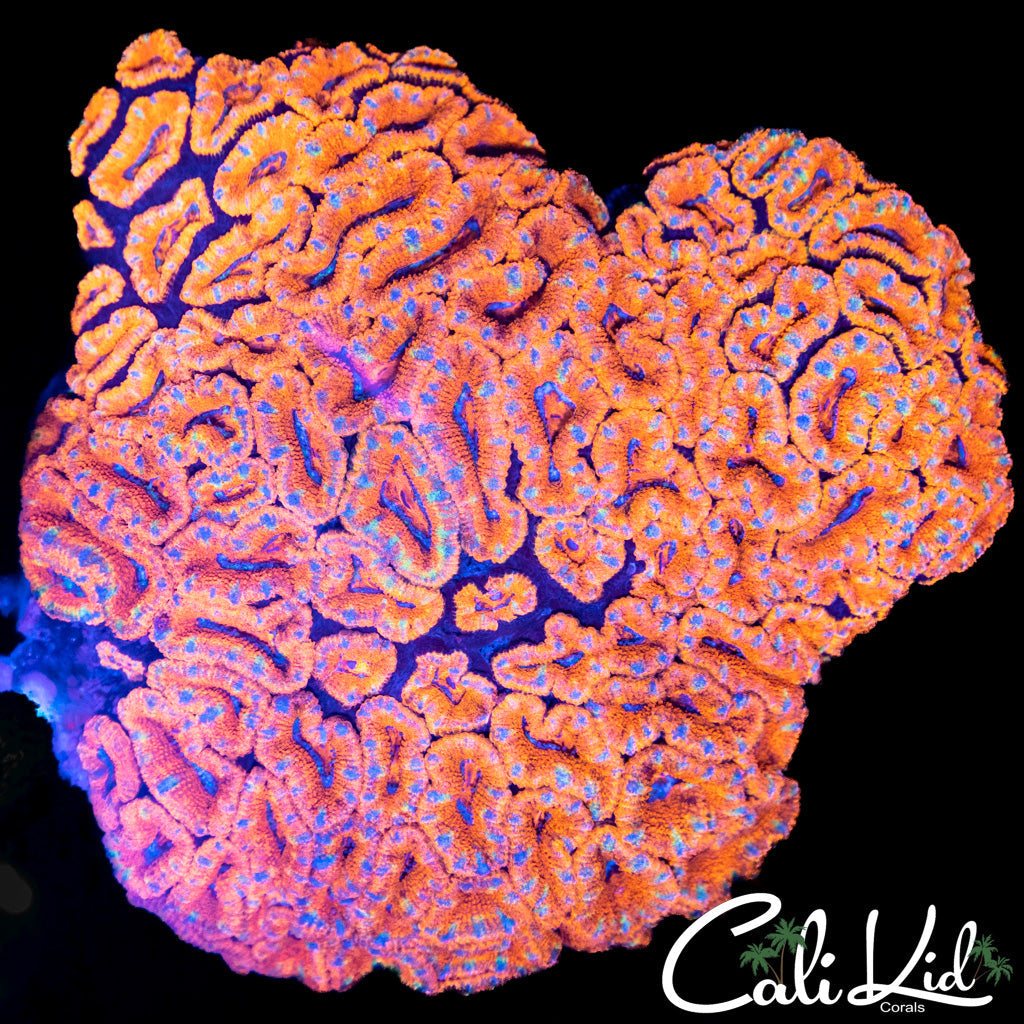 XXXL Rainbow Acan Colony