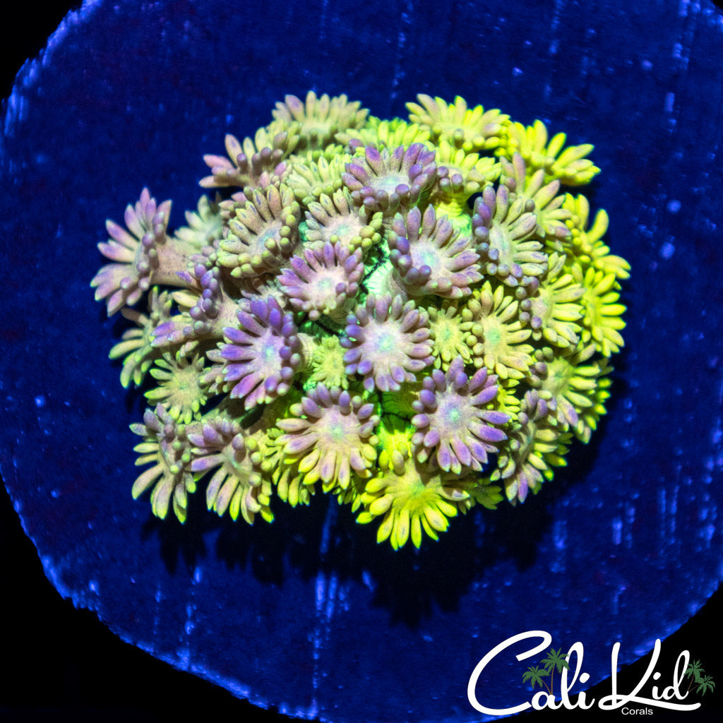 Rainbow Goni Mini Colony