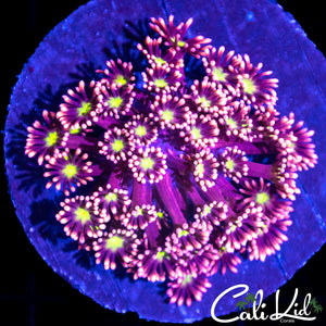 Sunflower Goni Colony