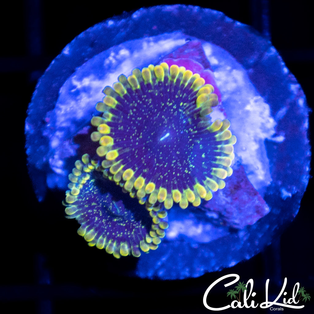 CK Adonis Paly Double