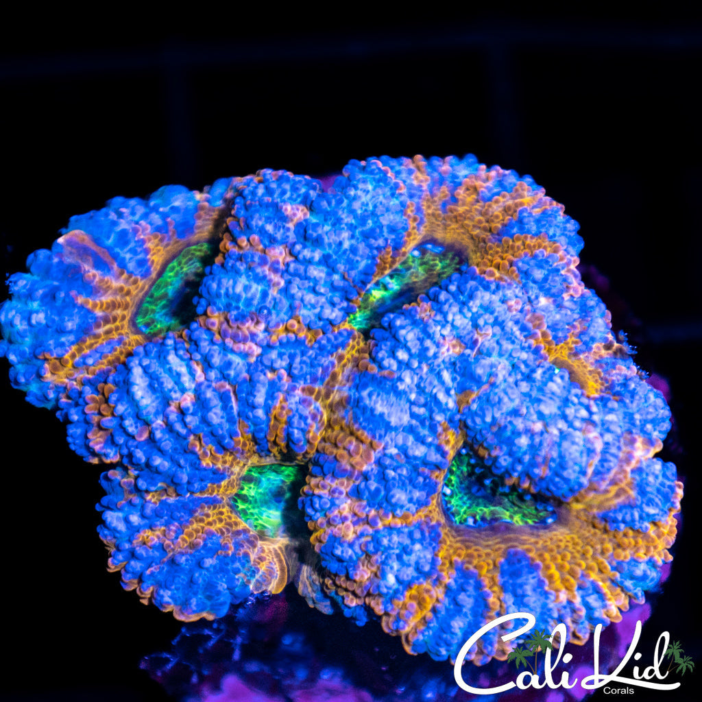 CK Canary Blue Acan Quad