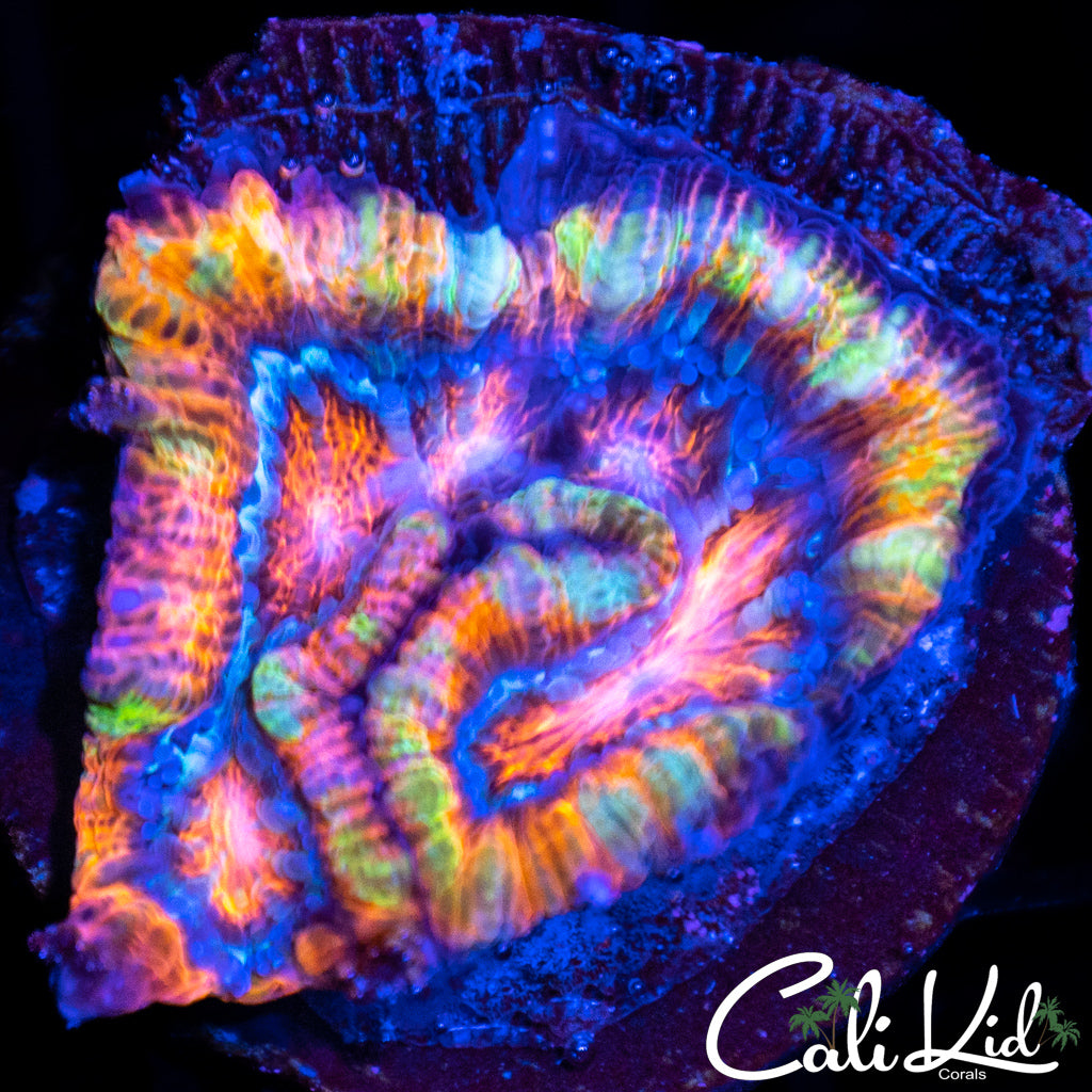 Rainbow Wilsoni