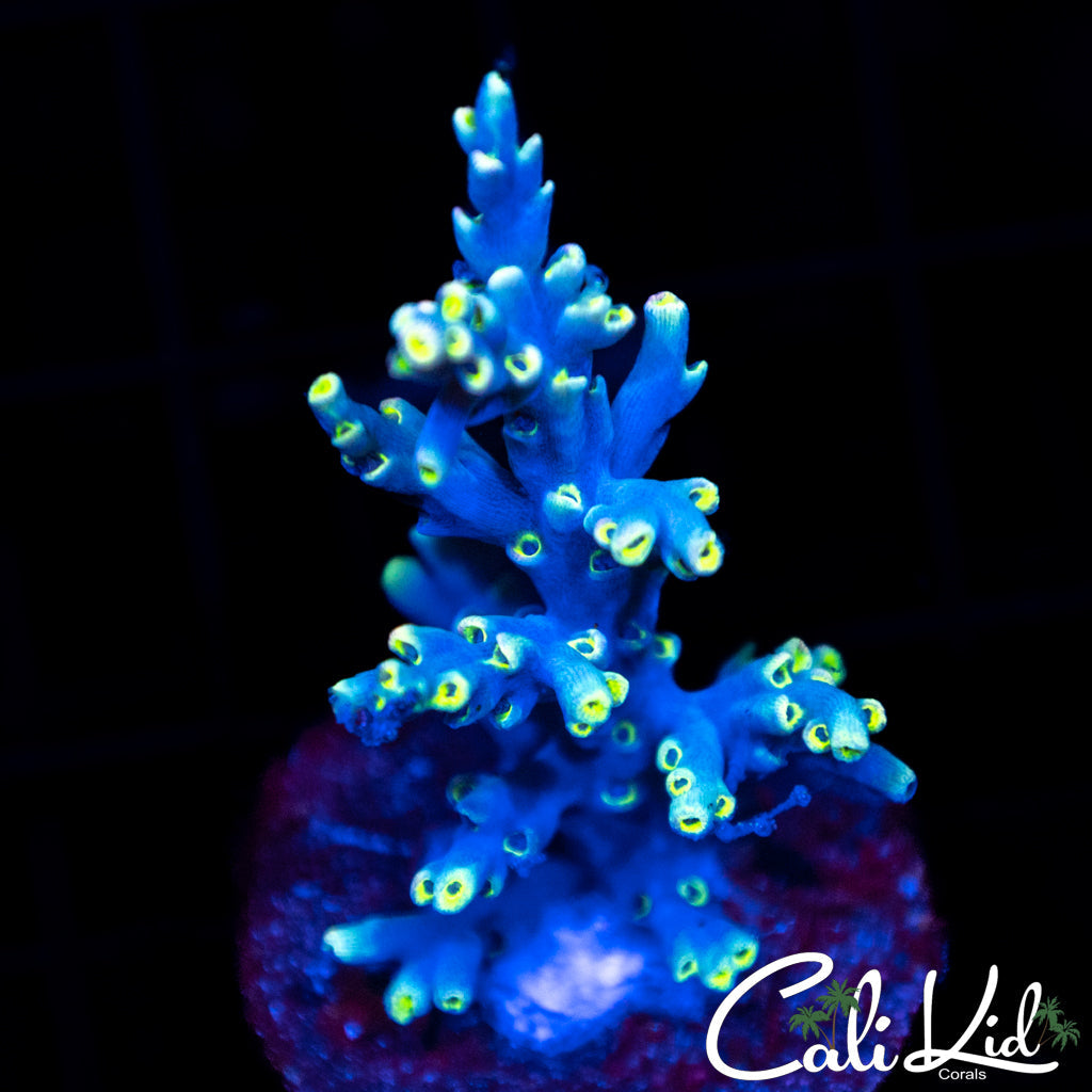 Speciosa Chunk